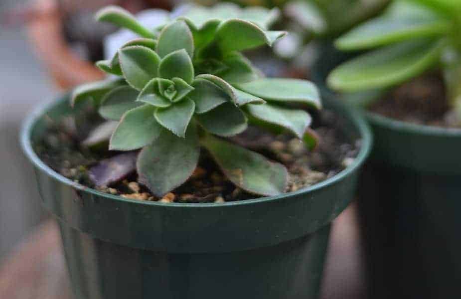 Do Plastic Pots Kill Plants? Is It Bad to Grow in Plastic