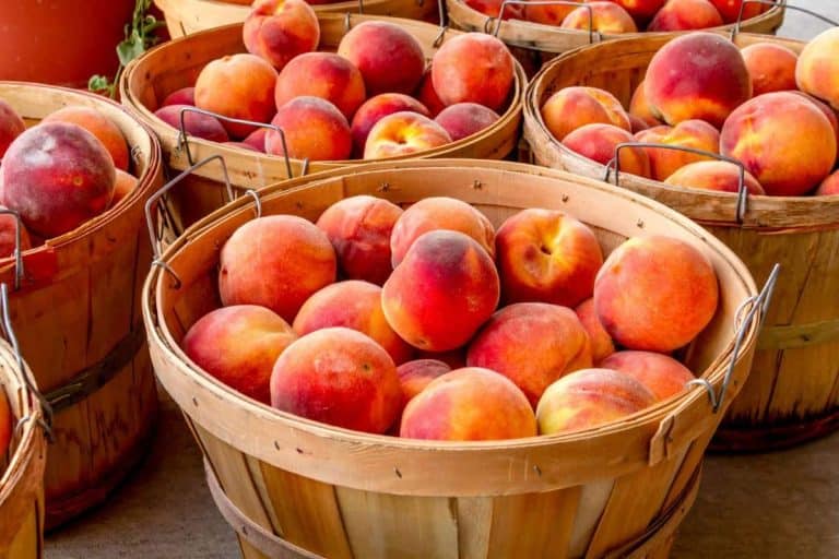 How Many Lbs In A Bushel Of Peaches