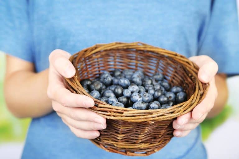 Should Blueberries Be Refrigerated? Storage Guide Preserving Sweetness