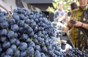Should Blueberries Be Refrigerated? Storage Guide - Preserving Sweetness